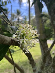 Ixora