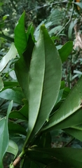 Tasmannia insipida