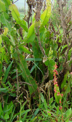 Baccharis trimera
