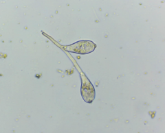 Sessilida