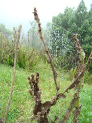 Baccharis trimera