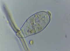 Sessilida