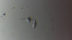 Sessilida