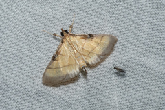 Cnaphalocrocis medinalis