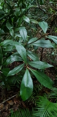 Tasmannia insipida