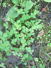 Potentilla centigrana
