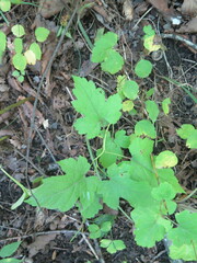 Rubus crataegifolius