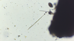 Lepocinclis cyclidiopsis