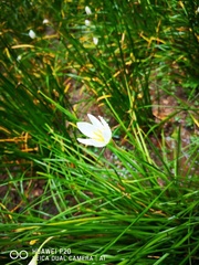 Zephyranthes candida