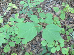 Acer tegmentosum