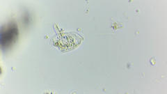 Petalomonas applanata