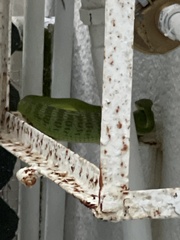 Trimeresurus albolabris