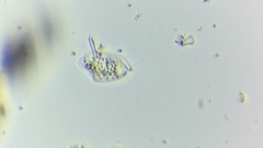 Petalomonas applanata