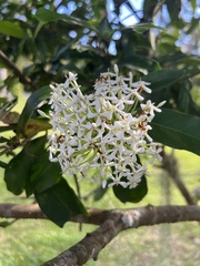 Ixora