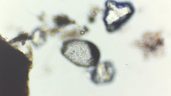 Amoebozoa