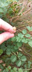 Sanguisorba minor