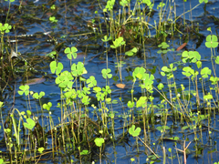 Marsilea macropoda