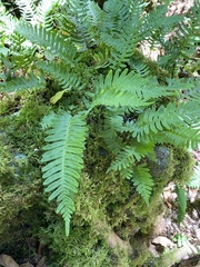Polypodium virginianum