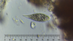 Euglenozoa