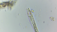 Lepocinclis cyclidiopsis