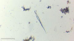 Lepocinclis cyclidiopsis