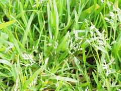 Poa