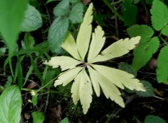 Anemonoides ranunculoides