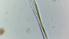 Lepocinclis cyclidiopsis