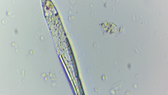 Lepocinclis cyclidiopsis