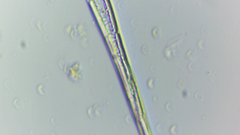Lepocinclis cyclidiopsis