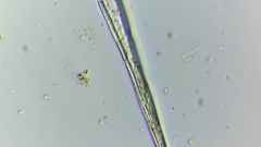 Lepocinclis cyclidiopsis