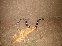 Elapsoidea boulengeri