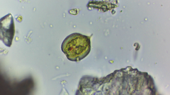 Phacus monilatus