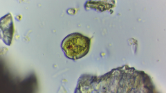Phacus monilatus