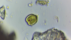 Phacus monilatus