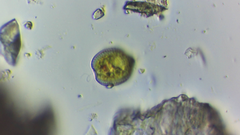 Phacus monilatus