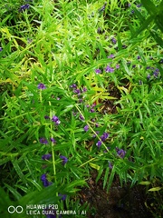 Scutellaria baicalensis