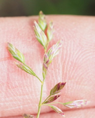 Poa