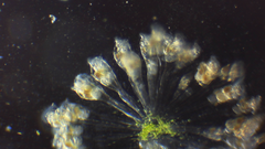 Conochilus hippocrepis