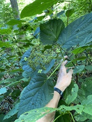 Hydrangea arborescens