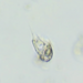 Caenomorpha medusula - Photo (c) Phaulactis,  זכויות יוצרים חלקיות (CC BY-NC), הועלה על ידי Phaulactis