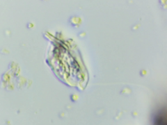 Petalomonas applanata