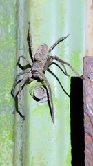 Heteropoda venatoria