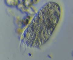 Hypotrichia