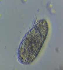 Hypotrichia