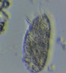 Hypotrichia