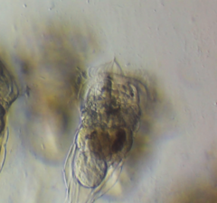 Conochilus hippocrepis