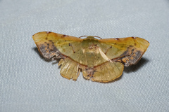 Fascellina plagiata