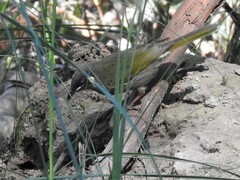 Meliphaga lewinii