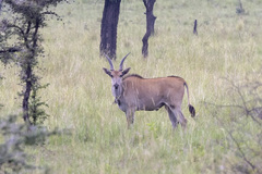Tragelaphus oryx pattersonianus